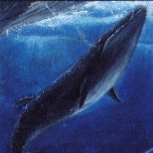 Stop blubbering, says the Sei whale.