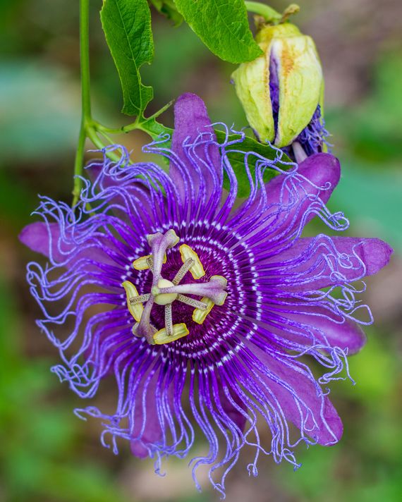 11 Natural Remedies for Anxiety