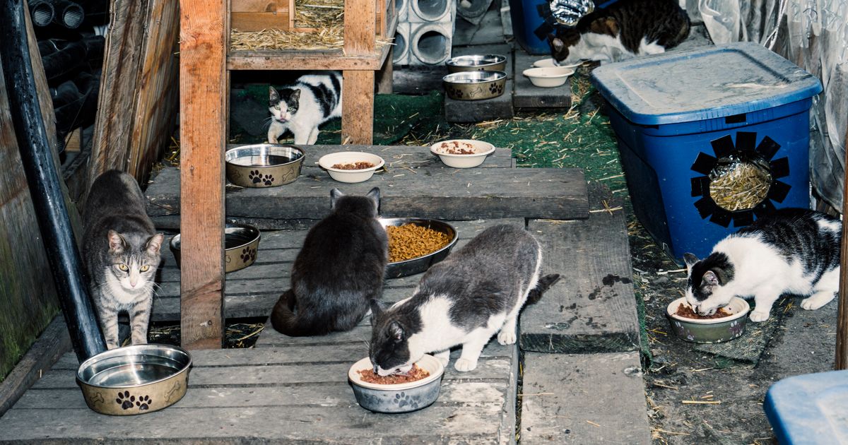 TNR Volunteers Are Fighting Waves of Feral Cats in New York