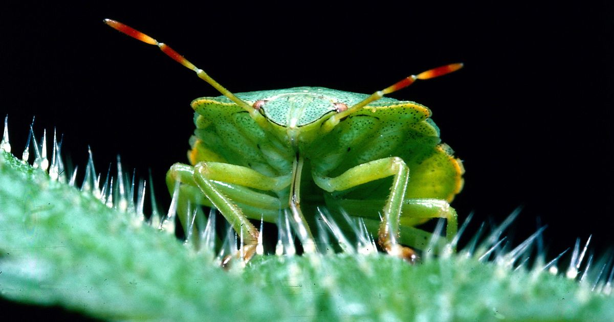 Watch Out for Smelly Bugs Searching for Water Under Your Skin at ...