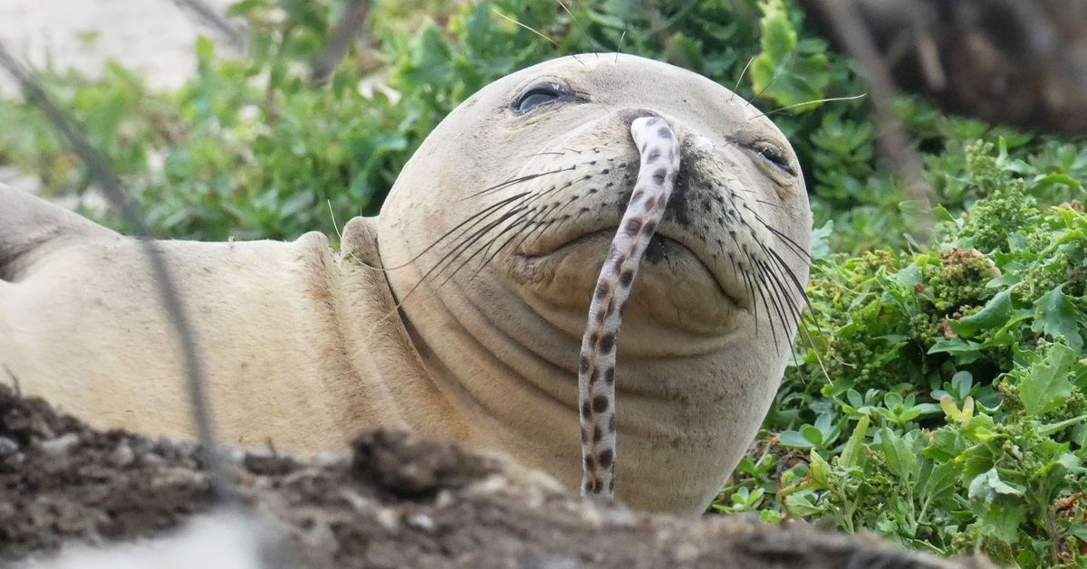 Photo of Seal With Eel in Its Nose Goes Viral