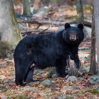 Black Bear in New Jersey Northwest