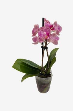 Hirt's Garden Stores Surprise Moth Orchid Plant