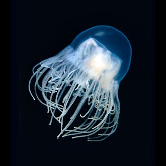 Clinging Jellyfish