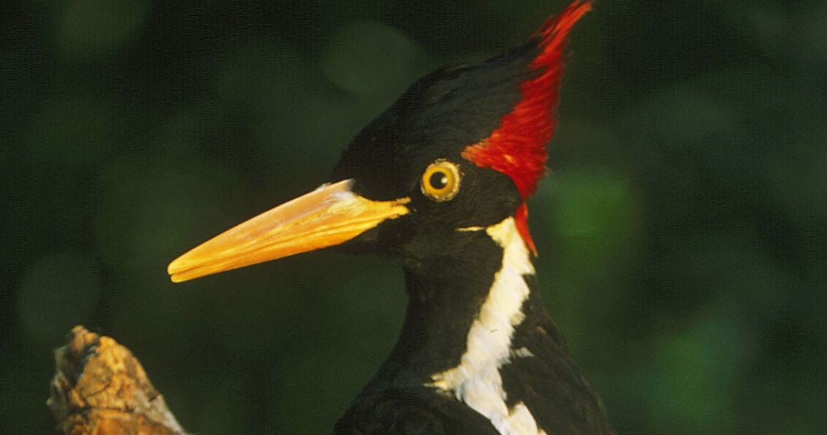 Ivory Billed Woodpecker Declared Extinct 9811