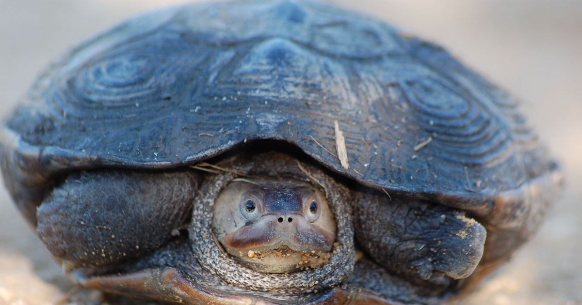 Terrifying Turtle Stampede Delays Flights at JFK