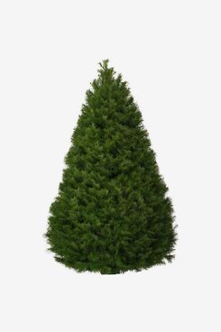 Home Depot 7.5 ft. Freshly Cut Douglas Fir Live Christmas Tree (Real, Natural, Oregon-Grown)