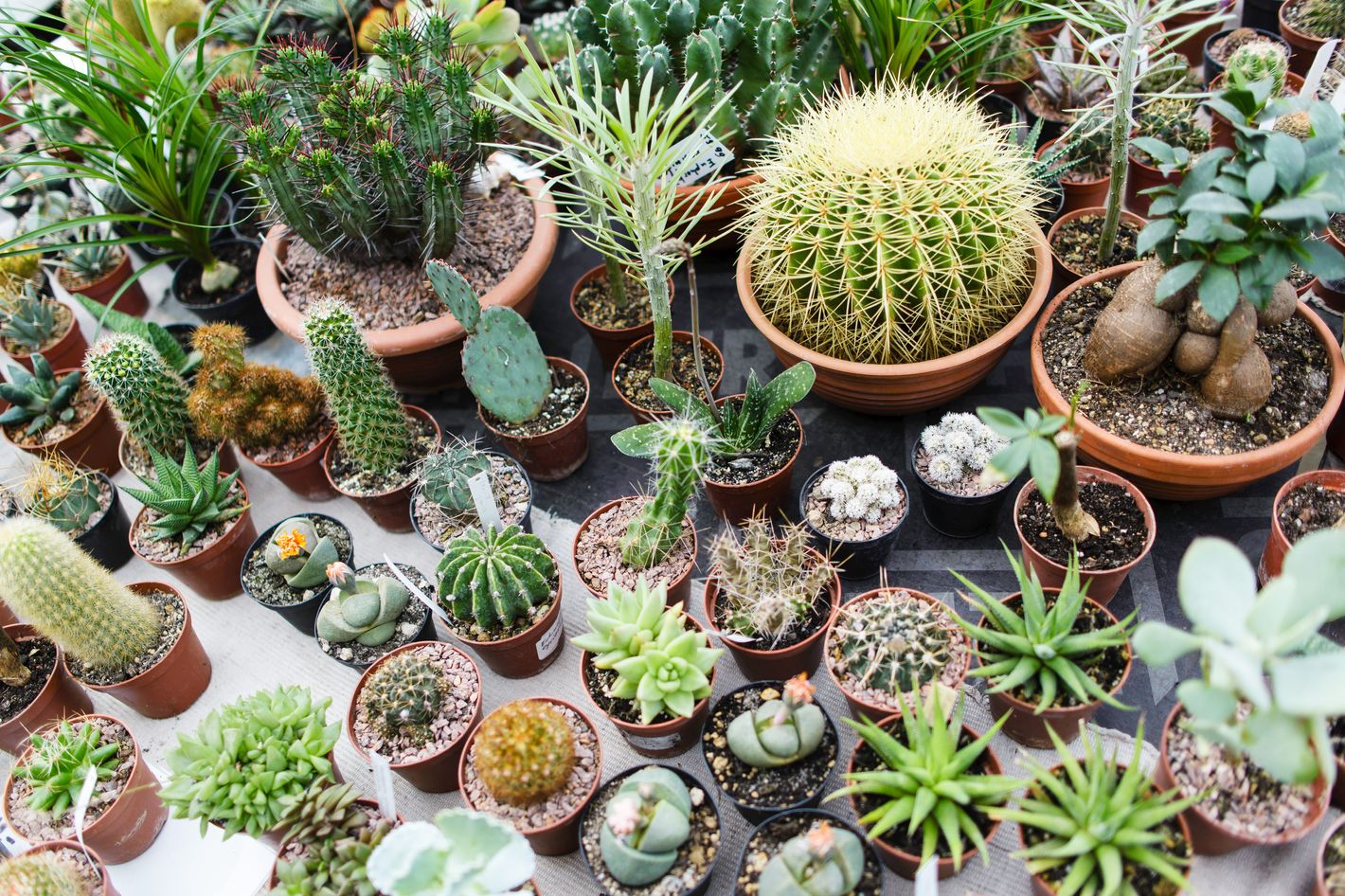 Best Cactus Accessories and Tools to Keep Plant Alive 20   The ...