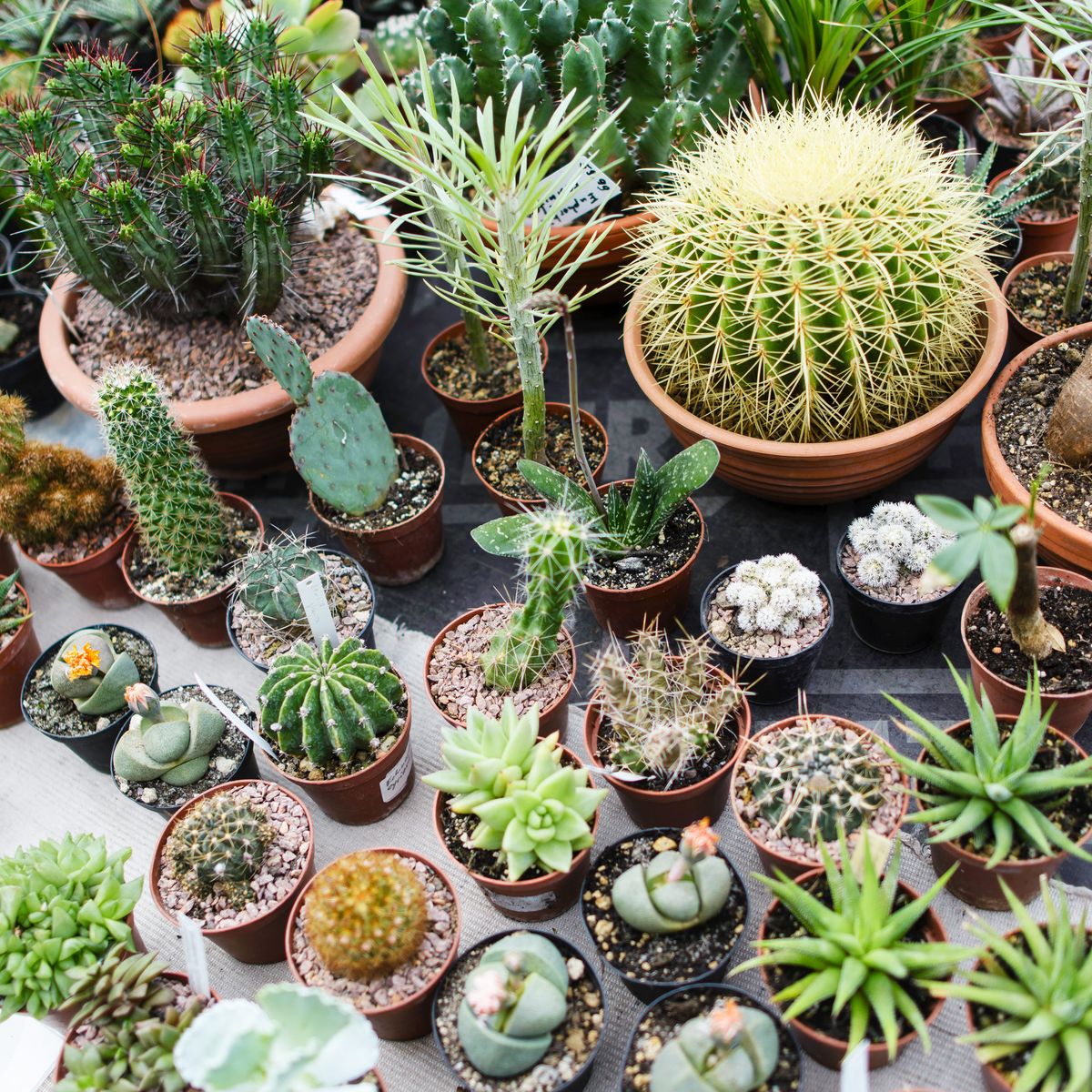 Best Cactus Accessories and Tools to Keep Plant Alive 20   The ...