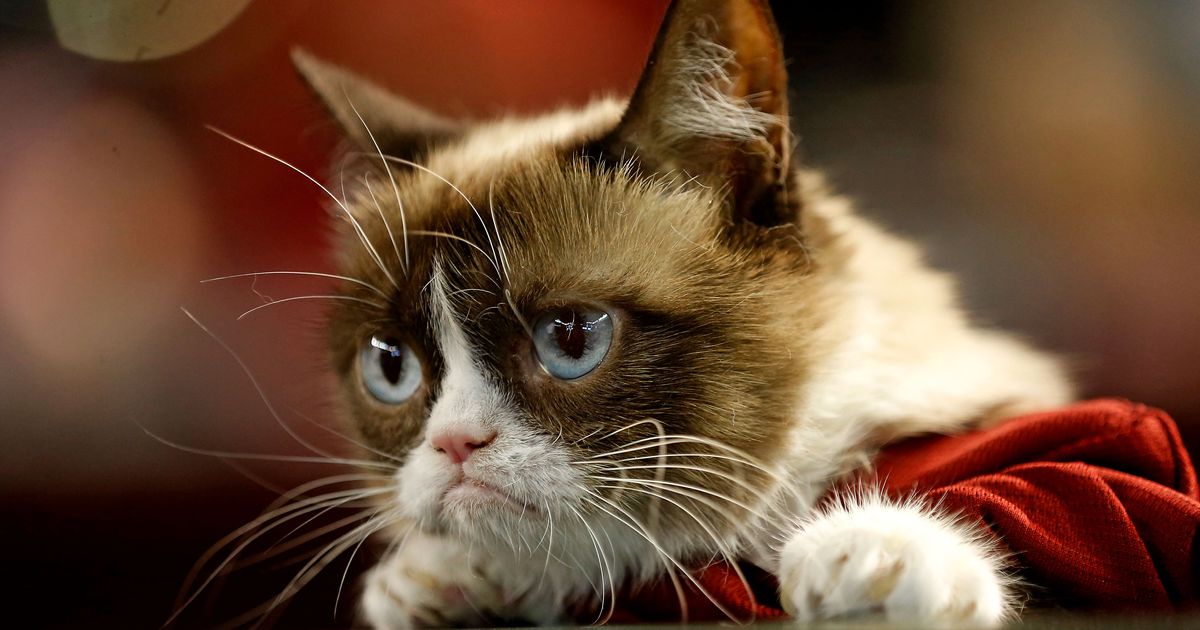 Was Grumpy Cat S Fame Built On A Stolen Kate Beaton Joke
