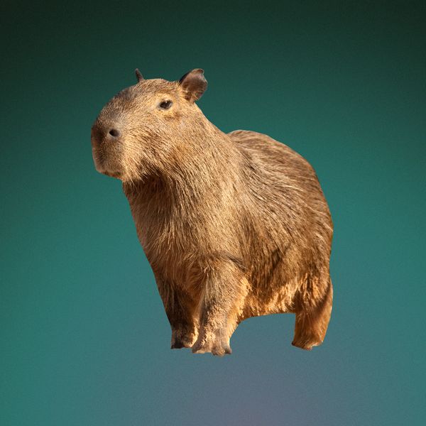 Adopt a Capybara