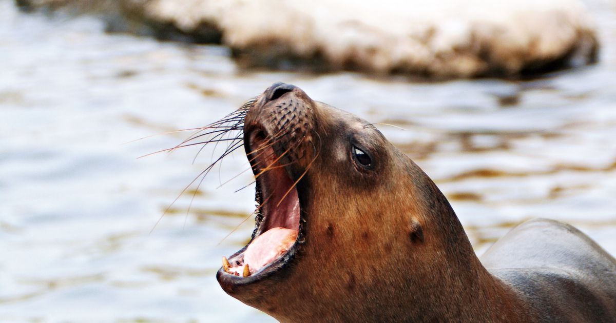 Seals and Sea Lions Helped Spread Tuberculosis Among Humans, Are Jerks