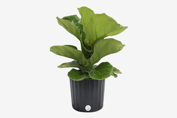 Costa Farms Fiddle-Leaf Fig, 2-Feet-Tall in Grow Pot