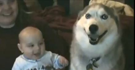 When Cute Dogs And Laughing Babies Collide