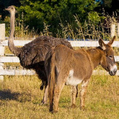 Emu and donkey.