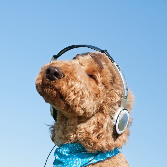 does music really help dogs relax