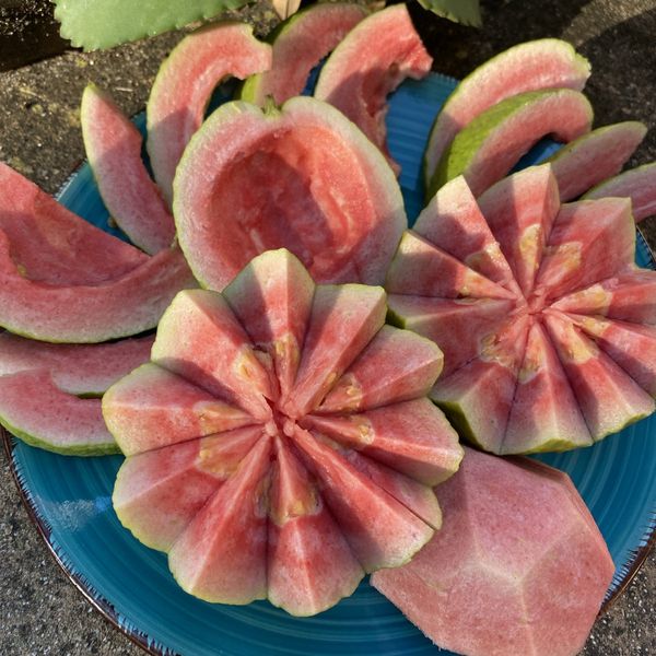 Miami Fruit Watermelon Guava