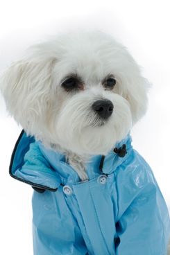 Pet Life PVC Waterproof Adjustable Pet Raincoat (Medium)
