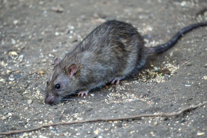 City looks at trash timing in fight against rats