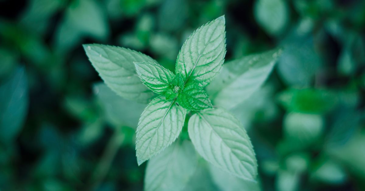 Can Peppermint Tea Relieve Stomach Bloating stomach-soothing-teas-motive-nutrition