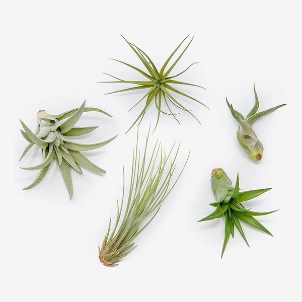 Air Plant Shop Pack of 5 Classic Air Plants