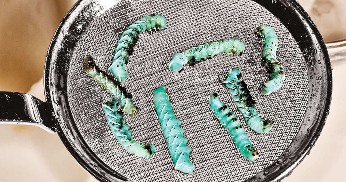 The Latest Trend Is Eating Gourmet Food Made Out of Bugs