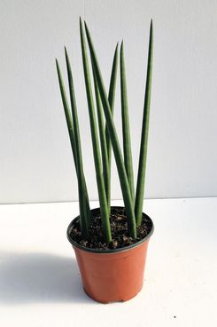 Sansevieria Cylindrica (African Spear Plant)