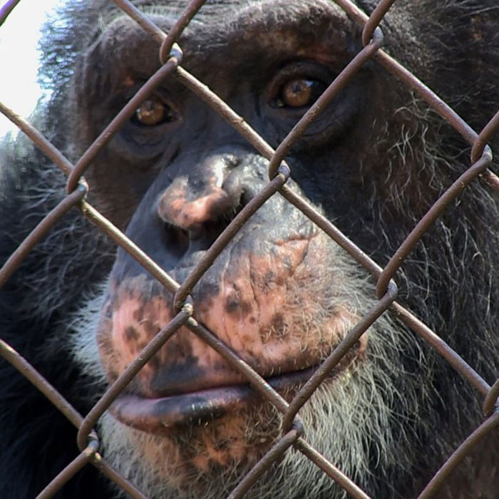 black and white chimpanzee and person