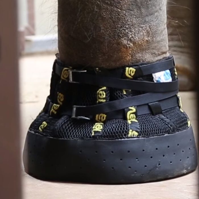 shoes with elephants on them
