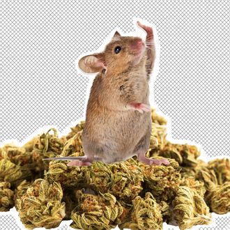 A mouse, marijuana nuggets.