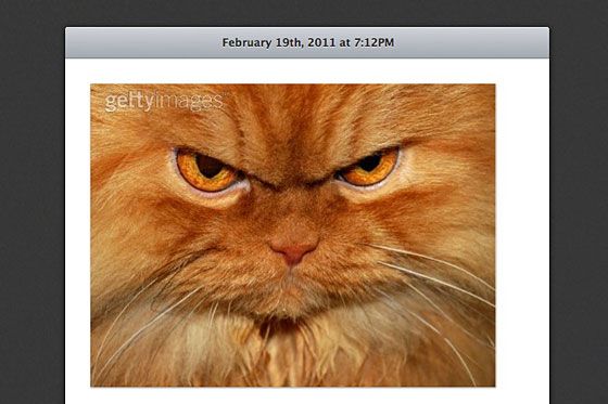 Look out, Grumpy Cat: Garfi 'angry cat' photos go viral