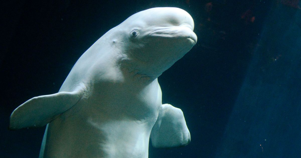 Getting to know Beluga 