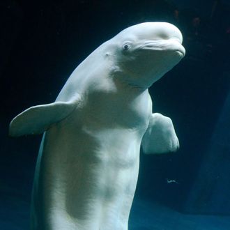 A beluga whale plays with a football at