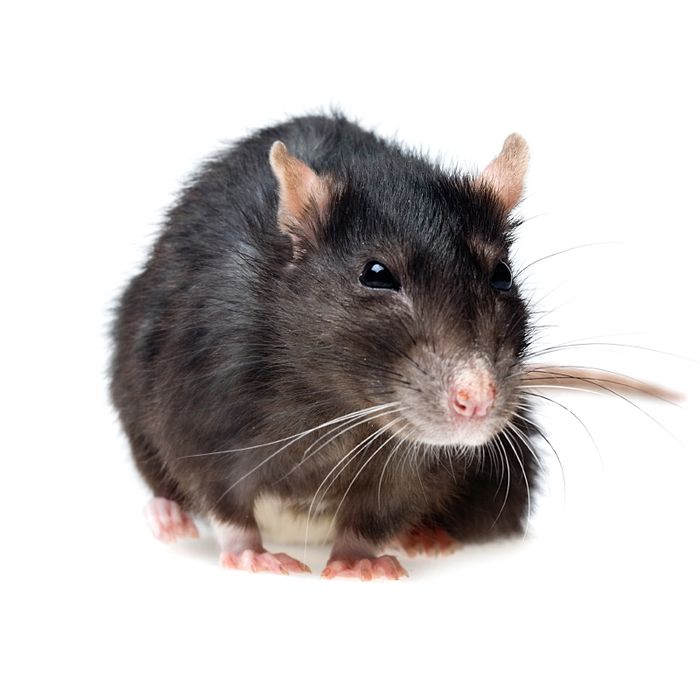 funny grey rat closeup on white background