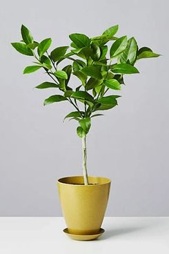 Meyer Lemon Tree