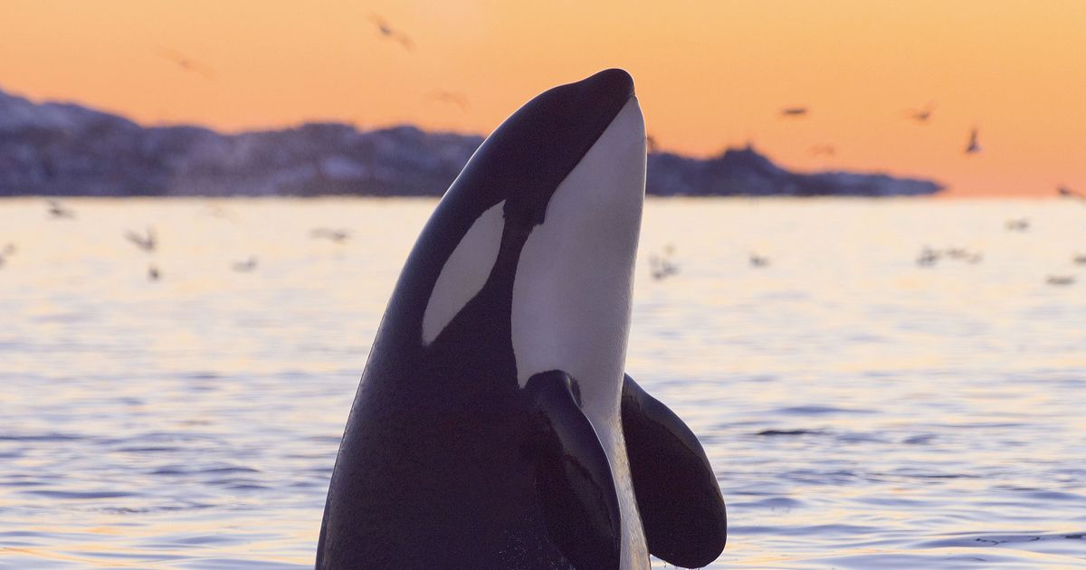 Orca Whales Can Imitate Human Speech, Study Shows