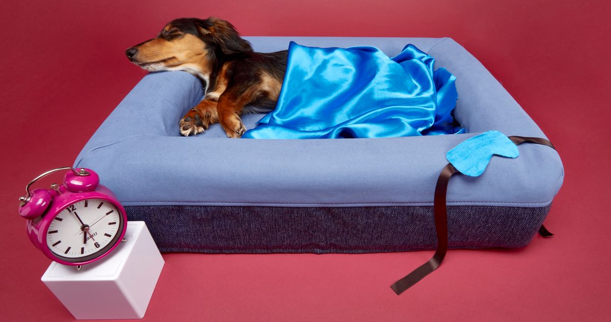 The best dog shop beds for small