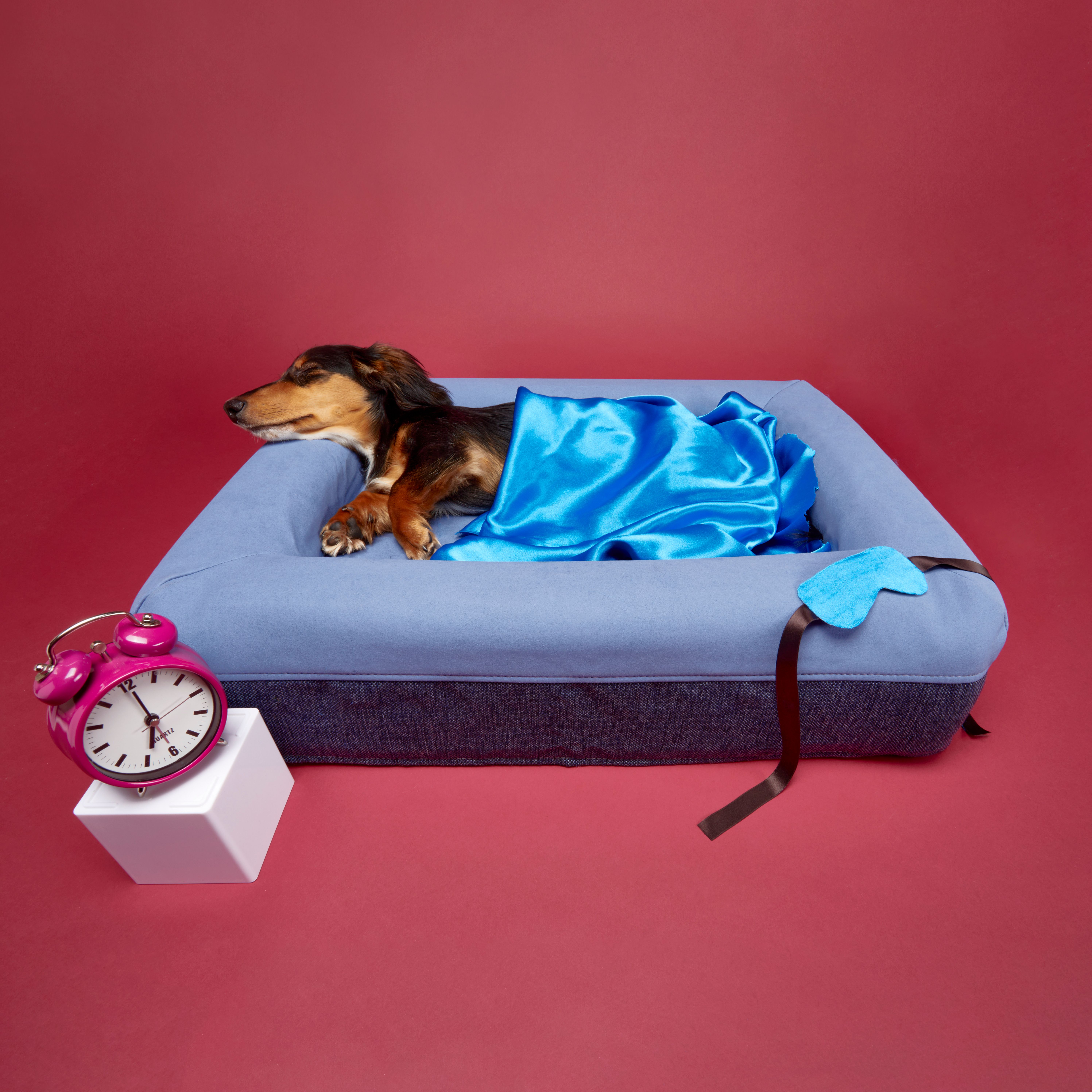 Chewy V Print Dog Bed  A Comfort Haven for Your Dachshund