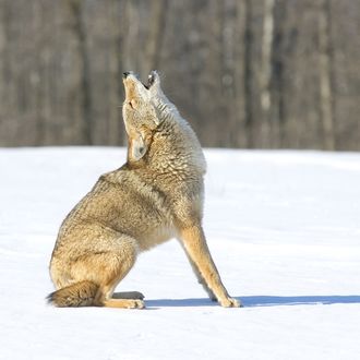 No, the Jackals are still a baseball. Check out this awesome