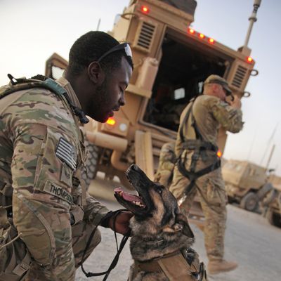 This photograph taken August 14, 2011 shows US Army Staff Sergeant Lindsey Thompson of US Forces Afghanistan K-9 unit holding Mayo, a German Shepherd as they prepare to board a convoy of armored vehicle from Forward Operating Base Pasab for an overnight ground assault mission in Maiwand district in Kandahar province. Mayo who has a rank of Technical Sergeant is a military working dog trained for patrol and find bombs and improvised explosive devices (IED) is currently deployed in southern Afghanistan saving lives of coalition forces in its war against Taliban insurgents. AFP PHOTO / ROMEO GACAD (Photo credit should read ROMEO GACAD/AFP/Getty Images)