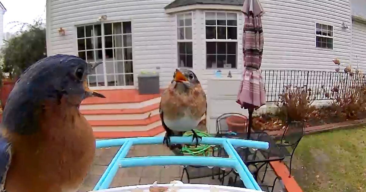 Netvue Birdfy Smart Bird Feeder Review The Strategist