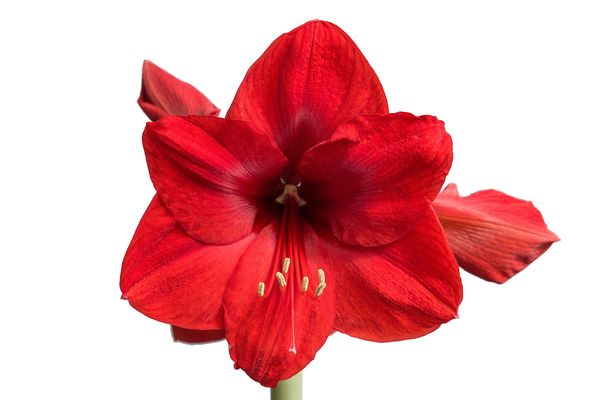 Colorblends Red Lion Amaryllis Bulbs