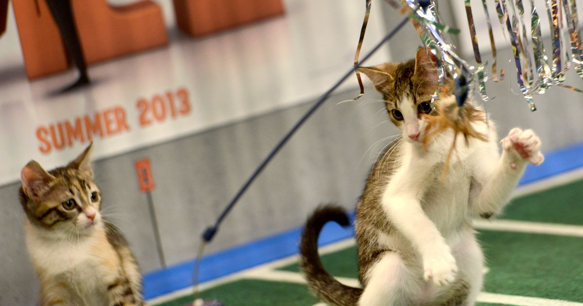 More Kitten Sports on the Way