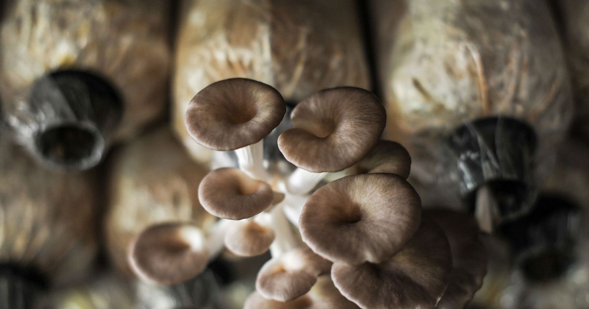 StartUp's Mushroom Powder Can Cut Added Sugars From Food