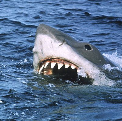 The Best Shark Games Of All Time  Sink your jaws into these top