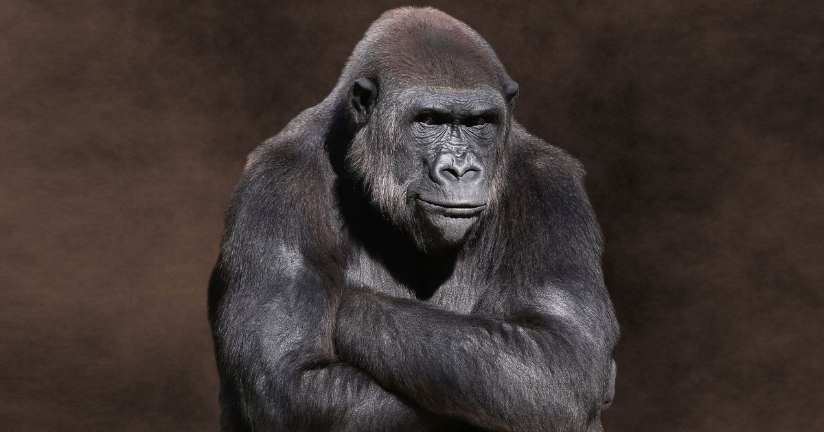 Google Removed Gorillas From Search to Fix Racist Algorithm