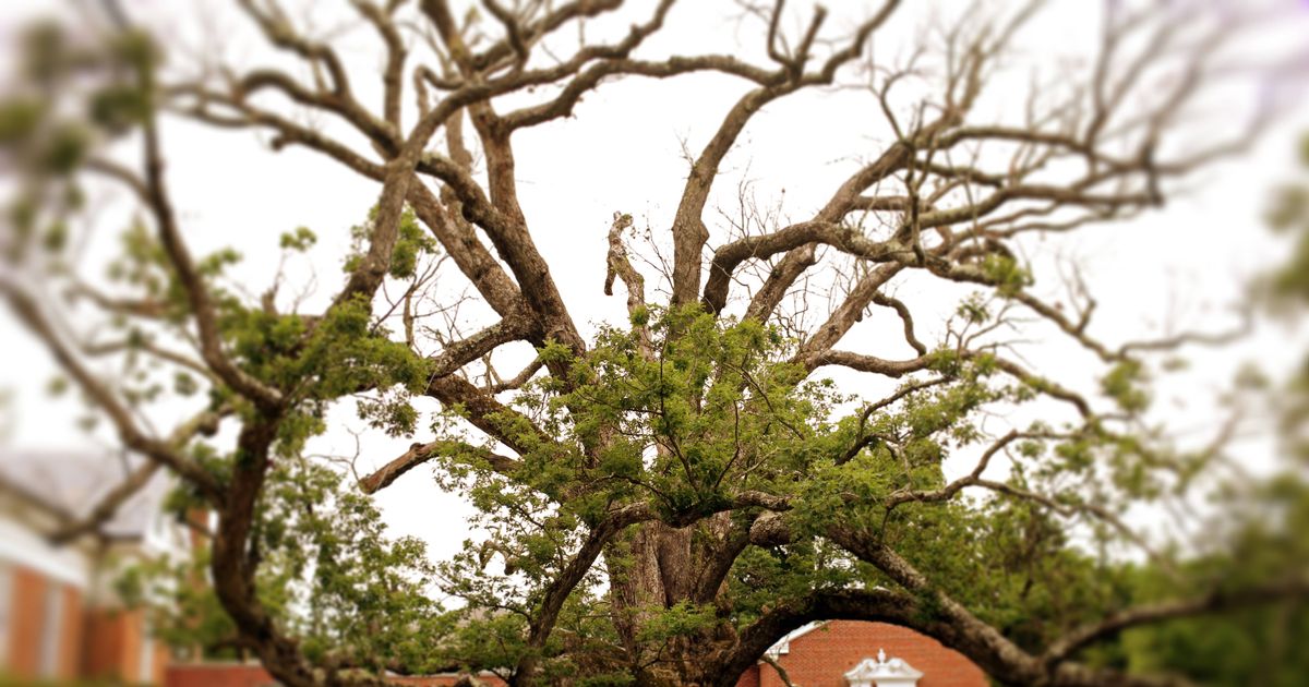 Old oak tree. Деревья в нидерландах. уай-дуб. дерево кельтов. white oak tree.
