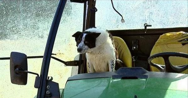 Dog Driving Tractor Creates Ruff Traffic Jam