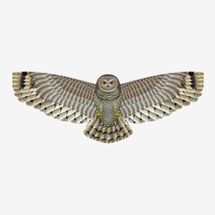 Kitty Hawk Kites Supersized Bird of Prey - 67” Owl Kite