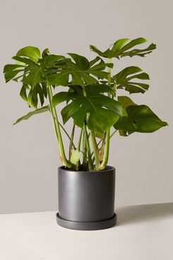 The Sill Large Monstera